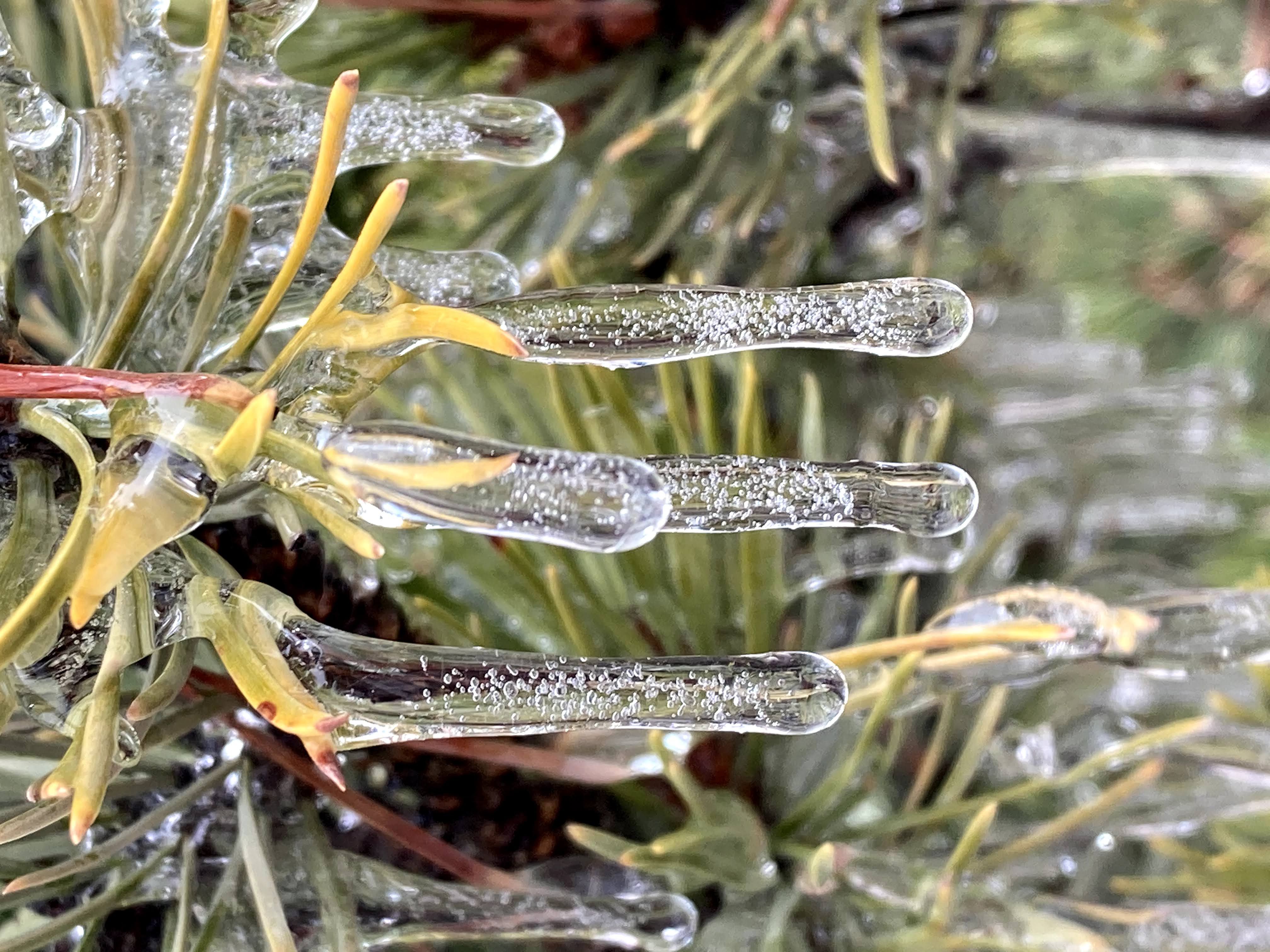 Picture Jaeda took of Icicles