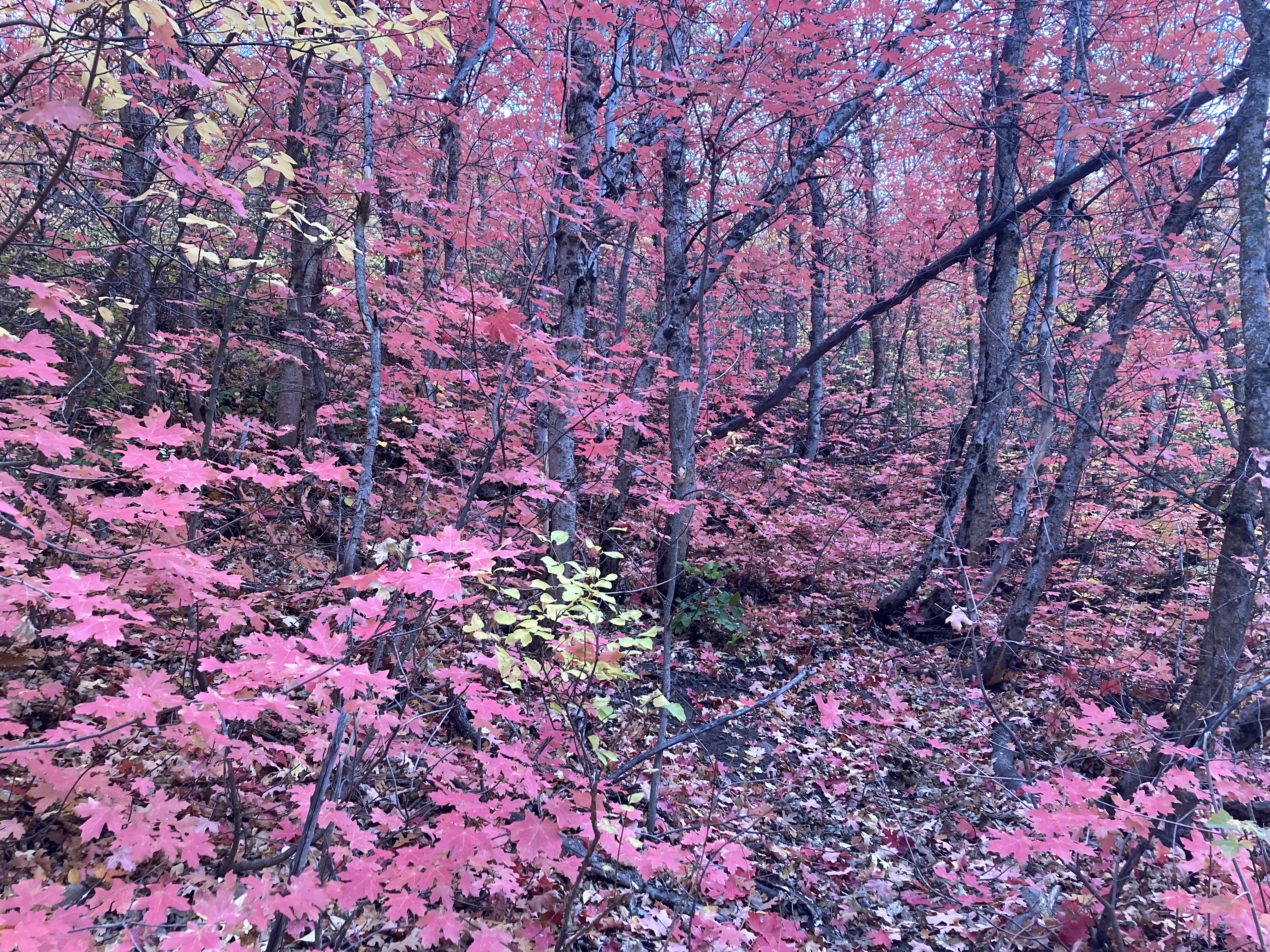 Picture Jaeda took of leaves in the fall